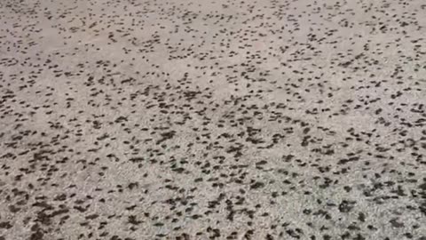 Swarms Of Beetles Have Appeared In Northeastern Saudi Arabia After Floods