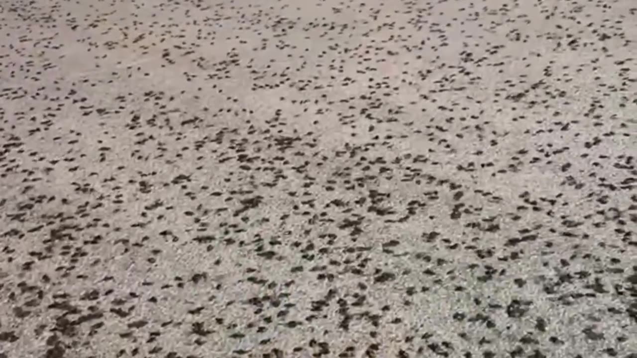 Swarms Of Beetles Have Appeared In Northeastern Saudi Arabia After Floods