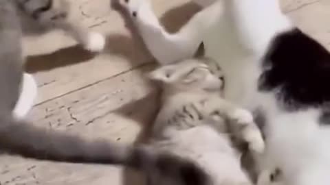 cats fight over kitten