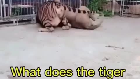 funy video