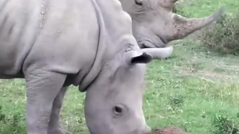 Rhinoceros 🦏 One Of The Tallest Animals In The World