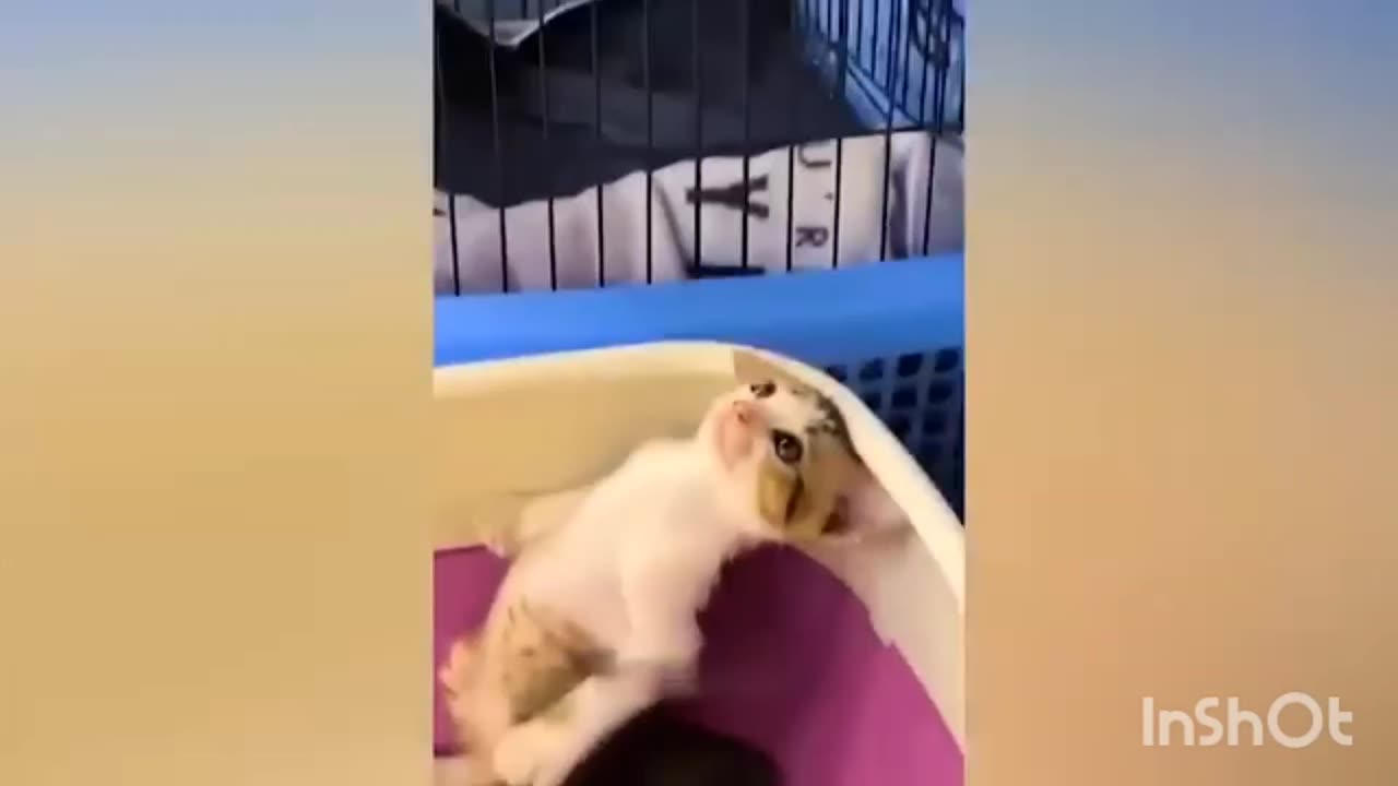 Funny animal videos 🤣