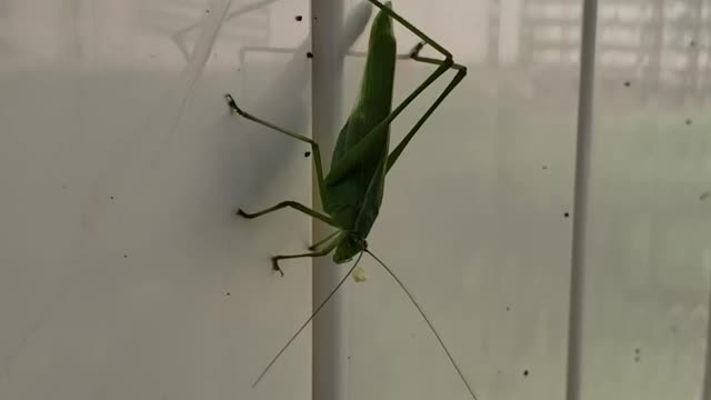 Leaf Bug