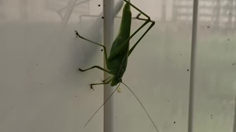 Leaf Bug