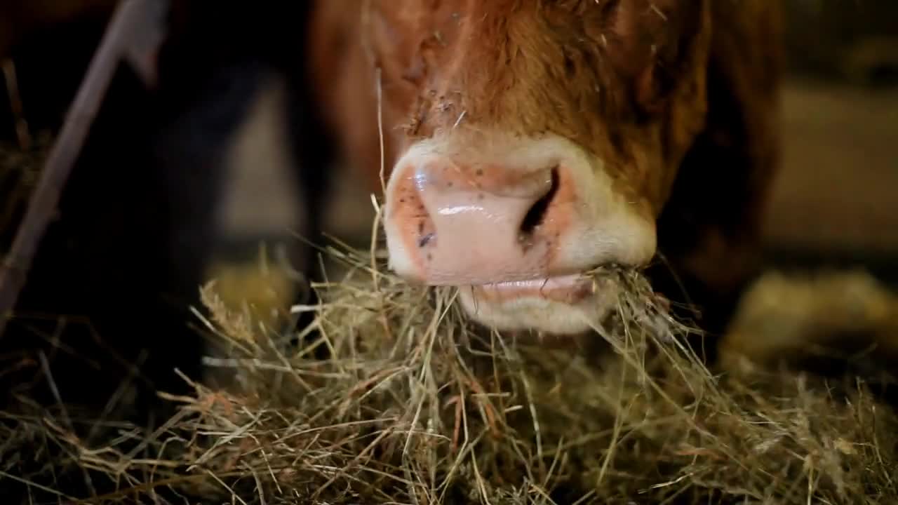 Salers cow eating hay in barn in France