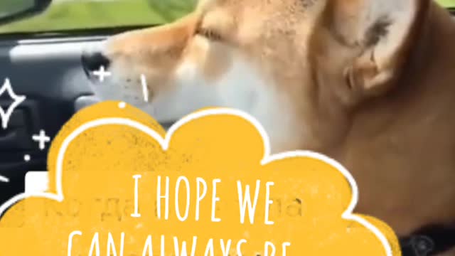 funny video with a dog