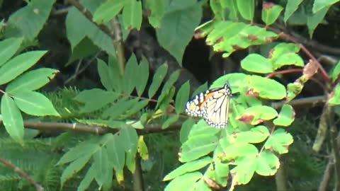 Monarch Butterfly