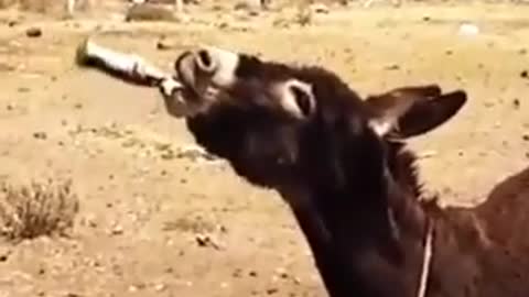 funny video its 15 seconds