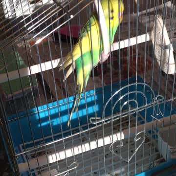 Home parrot Kesha