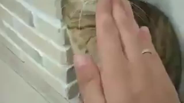 A cat playing kung fu in a funny way with its ownerقطه تلعب كونغ فو بشكل مضحك مع صاحبها