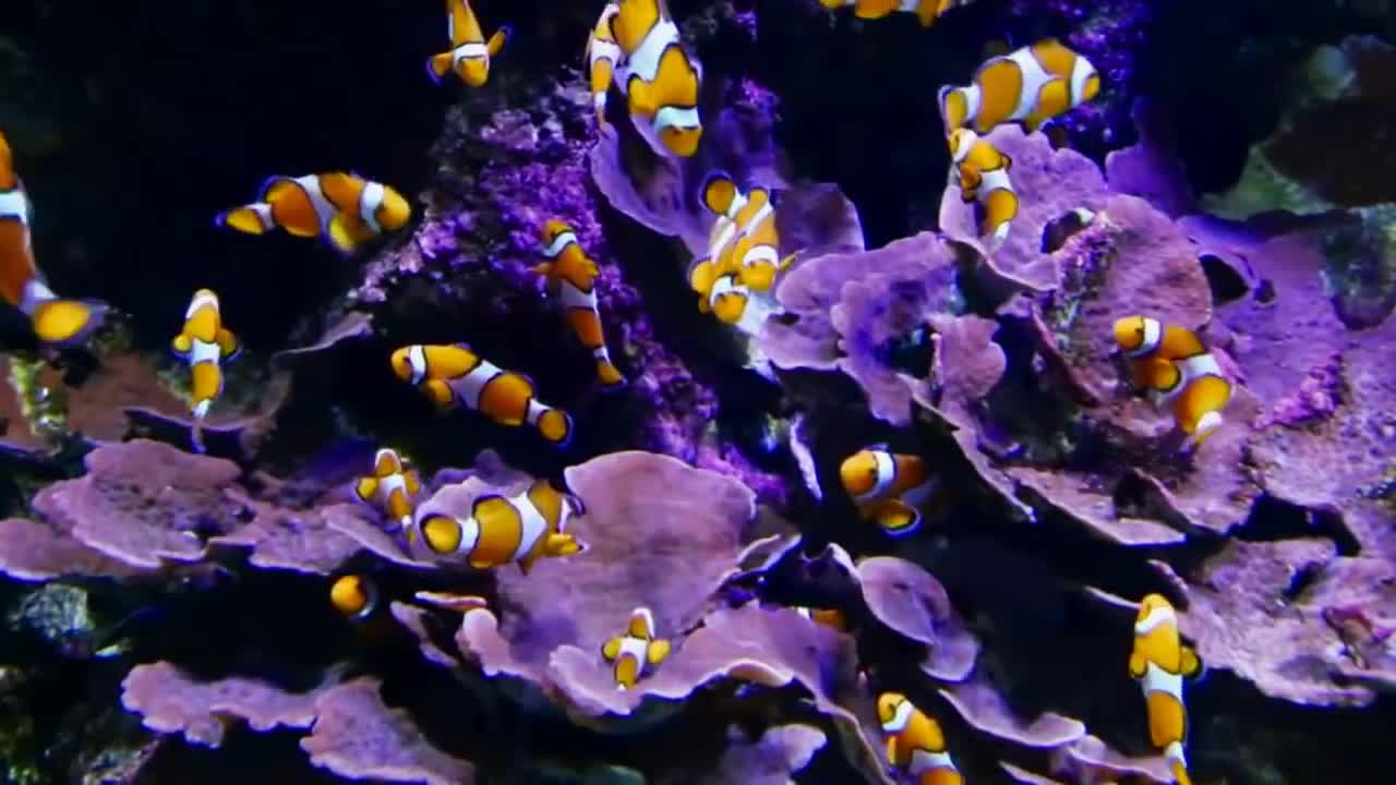 The view of the bottom of the underwater is very beautiful and mesmerizing