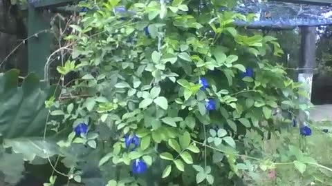 Beautiful blue roses tree getting wet, at the science museum [Nature & Animals]