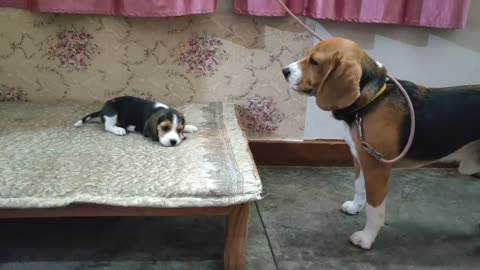 Deep conversation between father & daughter Beagles