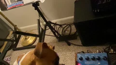 Boxer Pup Perplexed by Strange Guitar Sounds