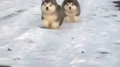 fat cute dogs