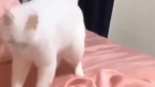 Funny Shorts | Who Said Cats Can't Get Down To A Beat