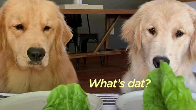 If Dogs Could Talk