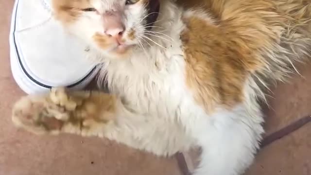 homeless cat