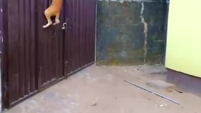 Amazing and very smart pets