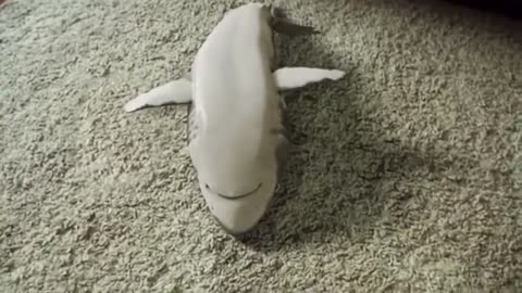 little laughing shark