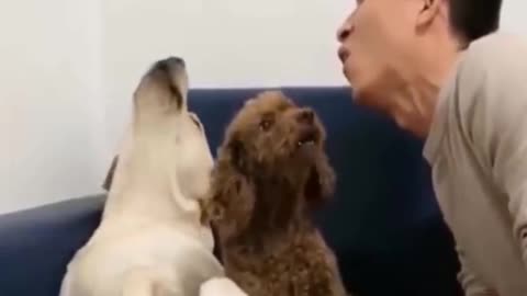 Dogs Copy Man howling