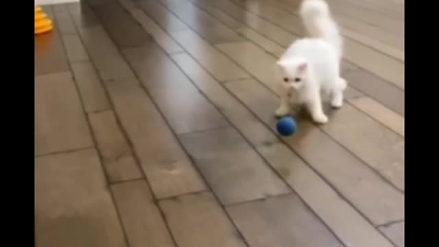 Cat short video ll cat funny video #shorts