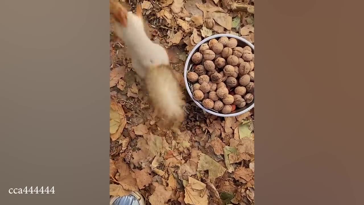 funny animal videos #11