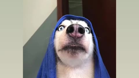 Most virela funny dog 🐶 reaction 😂😂😂😁