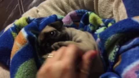 Baby Pug playing peek-a-boo