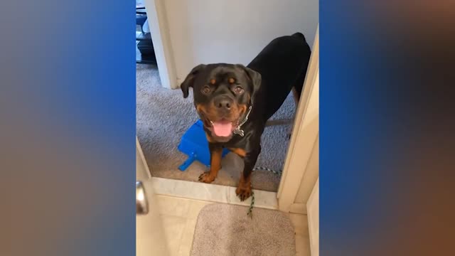 Dog teaching good manners to owner