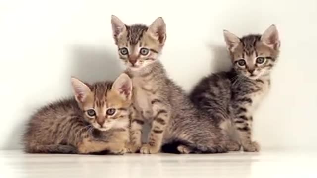 My cat among other / cute cat / my facet