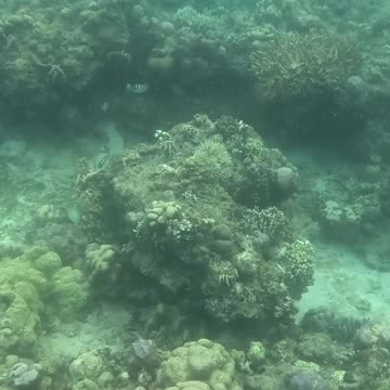 It’s Snorkeling Time!