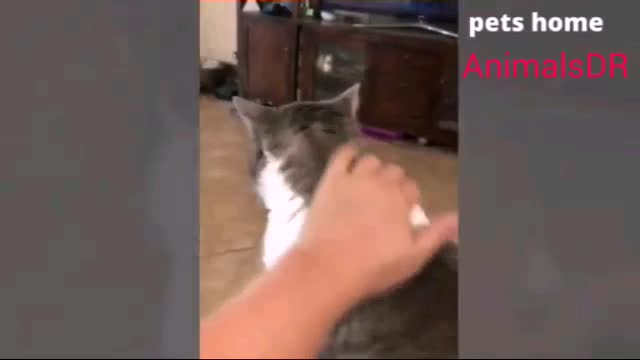 Funniest animal videos that will 100% make you laugh - by funny animal videos #22 Part4