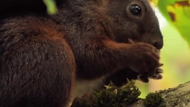 Cute Little Black squirrels