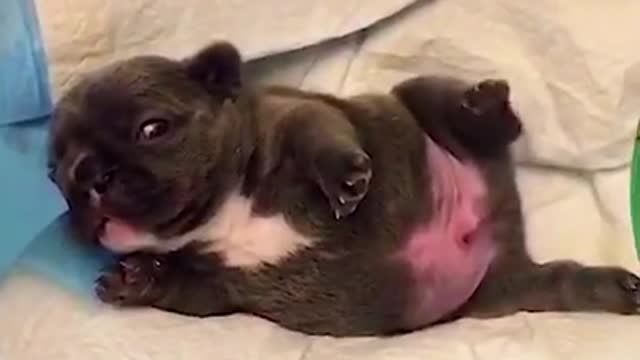 Cute Funny dog And ultimate baby dog