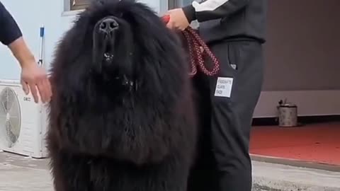 Chow chow dog in position front of camera