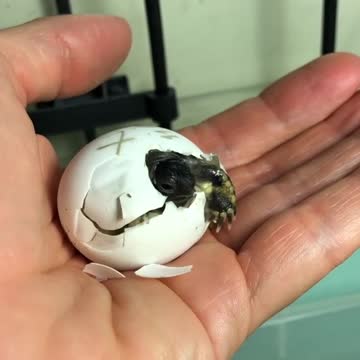 Baby tortoise hatches from shell