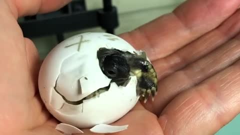 Baby tortoise hatches from shell