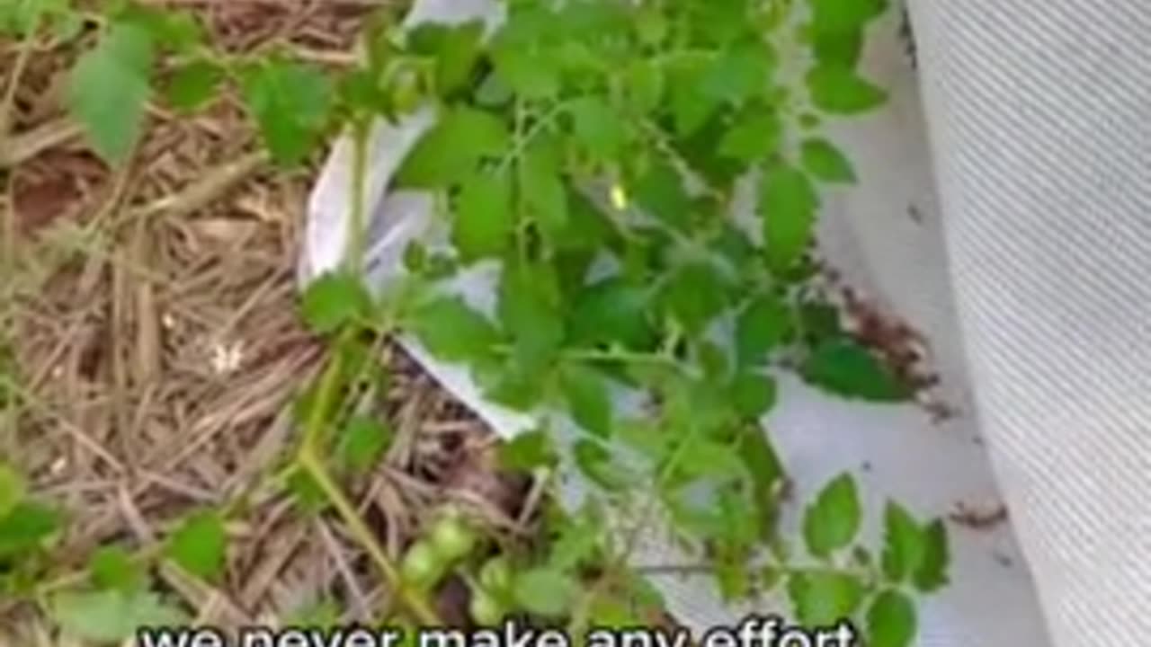 Unique way ... to seed tomatoes