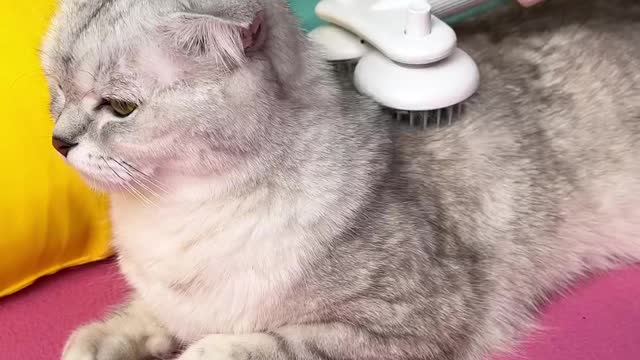 I give my cat a massage while she is relaxed