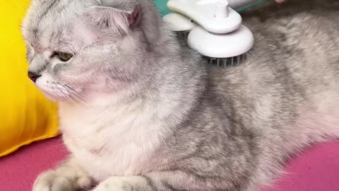 I give my cat a massage while she is relaxed