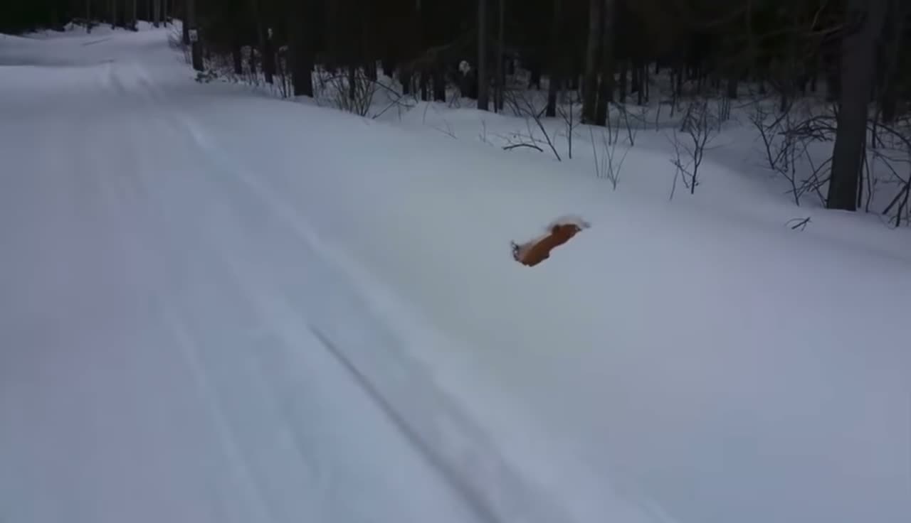 Dog jumps into snow and disappears- Funny animal video