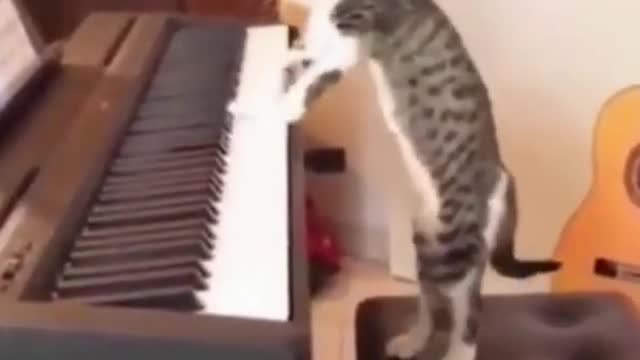 A funny cat playing piano 😍