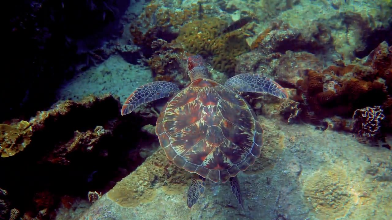 Maldives 12K HDR 60fps Dolby Vision - Cinematic Video