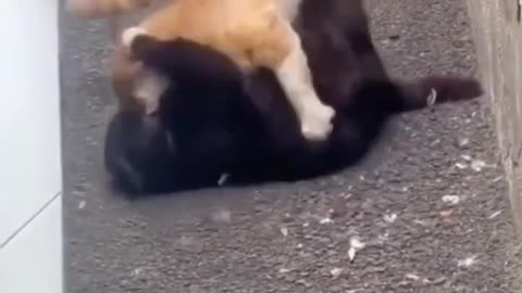 Funny animal moments caught on camera funny cat & dog videos
