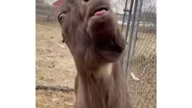 animals memes 26