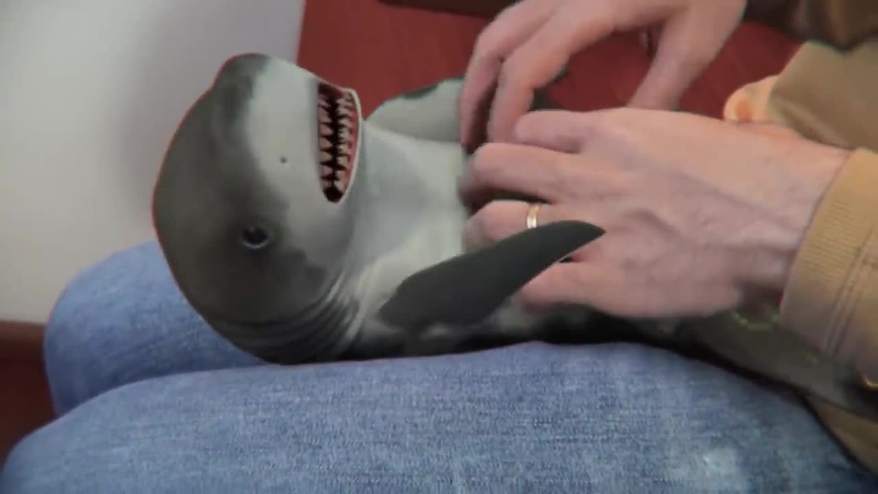 Surprised_Baby_Shark fanny video.