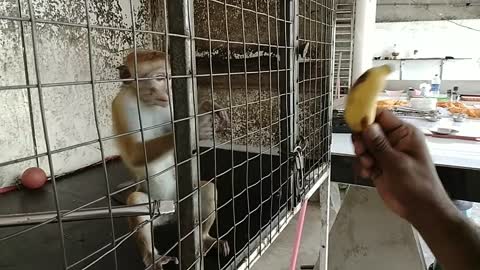 Funny Monkey