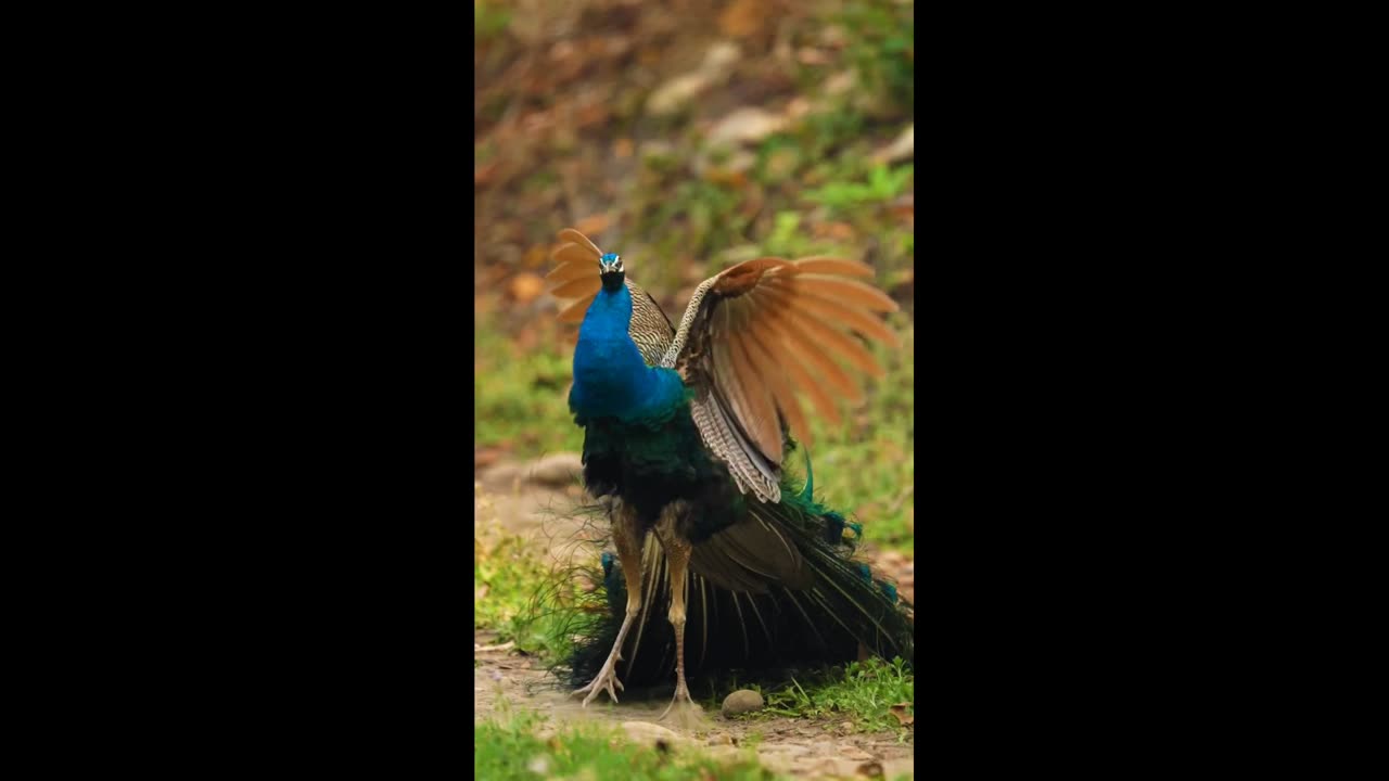 Peacock Beauty😍🥰