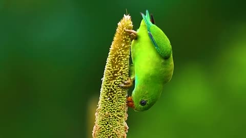 Wildlife & Funs